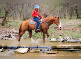 American Quarter Horse, Gelding, 14 years, 15,3 hh, Overo-all-colors