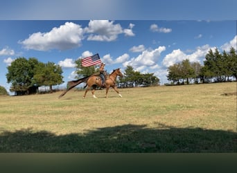 American Quarter Horse Mix, Gelding, 14 years, 15,3 hh, Red Dun