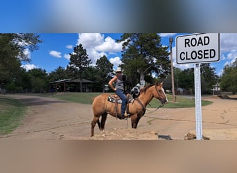 American Quarter Horse Mix, Gelding, 14 years, 15,3 hh, Red Dun