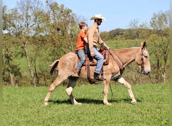 American Quarter Horse, Wallach, 14 Jahre, 15,3 hh, Rotfuchs