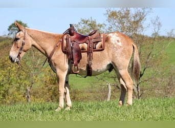 American Quarter Horse, Wallach, 14 Jahre, 15,3 hh, Rotfuchs