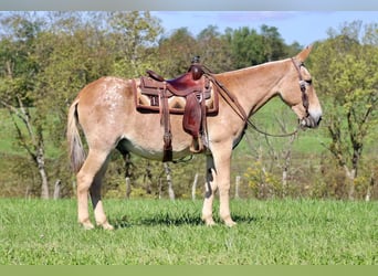 American Quarter Horse, Wallach, 14 Jahre, 15,3 hh, Rotfuchs