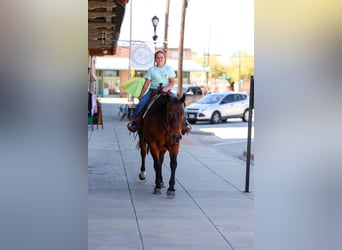 American Quarter Horse, Gelding, 14 years, 15 hh, Bay