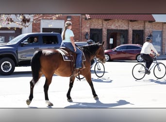 American Quarter Horse, Gelding, 14 years, 15 hh, Bay