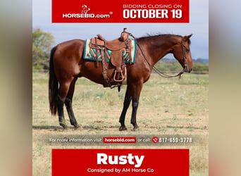 American Quarter Horse, Gelding, 14 years, 15 hh, Bay