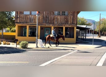 American Quarter Horse, Gelding, 14 years, 15 hh, Bay