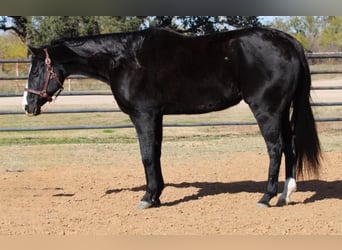 American Quarter Horse, Gelding, 14 years, 15 hh, Brown