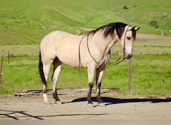 American Quarter Horse, Gelding, 14 years, 15 hh, Buckskin