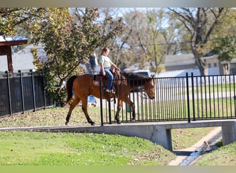American Quarter Horse, Gelding, 14 years, 15 hh, Buckskin