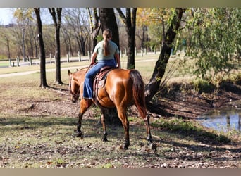 American Quarter Horse, Gelding, 14 years, 15 hh, Buckskin