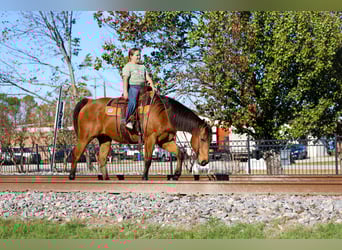 American Quarter Horse, Gelding, 14 years, 15 hh, Buckskin