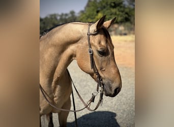 American Quarter Horse, Gelding, 14 years, 15 hh, Buckskin