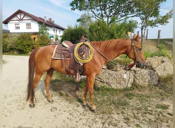 American Quarter Horse, Gelding, 14 years, 15 hh, Chestnut-Red