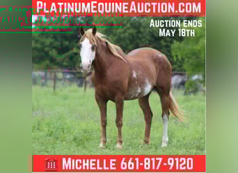 American Quarter Horse, Gelding, 14 years, 15 hh, Chestnut