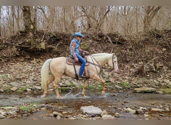 American Quarter Horse, Gelding, 14 years, 15 hh, Cremello