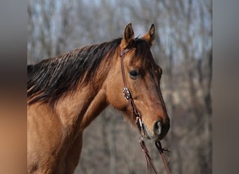 American Quarter Horse, Gelding, 14 years, 15 hh, Dun