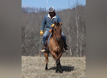 American Quarter Horse, Gelding, 14 years, 15 hh, Dun