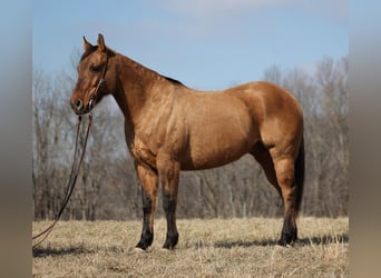 American Quarter Horse, Gelding, 14 years, 15 hh, Dun