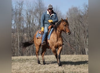 American Quarter Horse, Gelding, 14 years, 15 hh, Dun