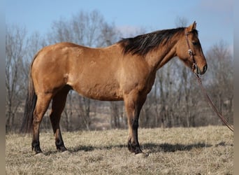 American Quarter Horse, Gelding, 14 years, 15 hh, Dun