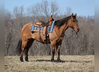 American Quarter Horse, Gelding, 14 years, 15 hh, Dun