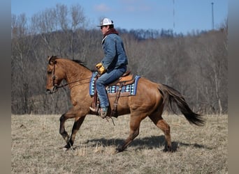 American Quarter Horse, Gelding, 14 years, 15 hh, Dun