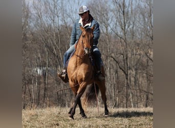 American Quarter Horse, Gelding, 14 years, 15 hh, Dun