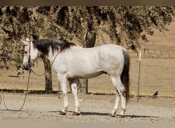 American Quarter Horse, Gelding, 14 years, 15 hh, Grey
