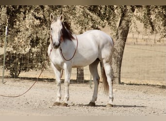 American Quarter Horse, Gelding, 14 years, 15 hh, Grey
