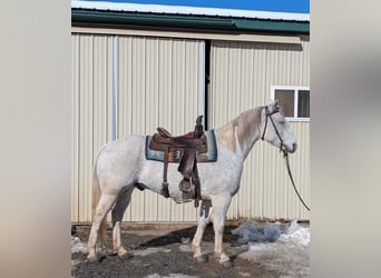 American Quarter Horse, Gelding, 14 years, 15 hh, Grey