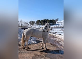 American Quarter Horse, Gelding, 14 years, 15 hh, Grey