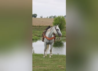 American Quarter Horse, Gelding, 14 years, 15 hh, Grey