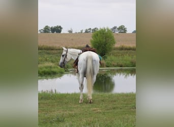 American Quarter Horse, Gelding, 14 years, 15 hh, Grey