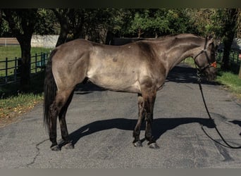 American Quarter Horse, Gelding, 14 years, 15 hh, Grullo