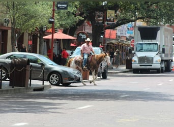 American Quarter Horse, Gelding, 14 years, 15 hh, Overo-all-colors
