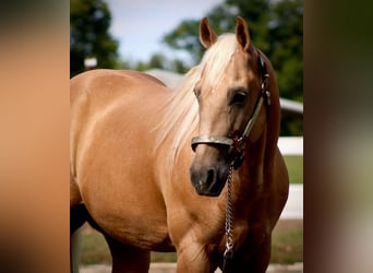 American Quarter Horse, Gelding, 14 years, 15 hh, Palomino