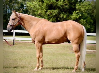 American Quarter Horse, Gelding, 14 years, 15 hh, Palomino