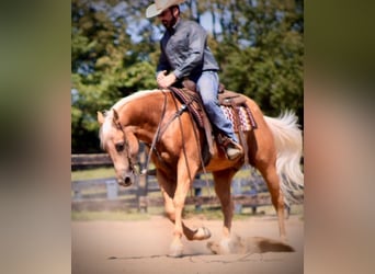 American Quarter Horse, Gelding, 14 years, 15 hh, Palomino