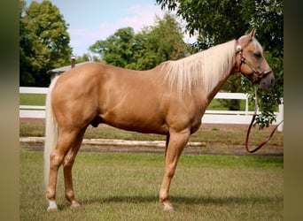 American Quarter Horse, Gelding, 14 years, 15 hh, Palomino