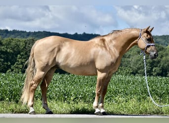 American Quarter Horse, Gelding, 14 years, 15 hh, Palomino
