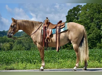 American Quarter Horse, Gelding, 14 years, 15 hh, Palomino