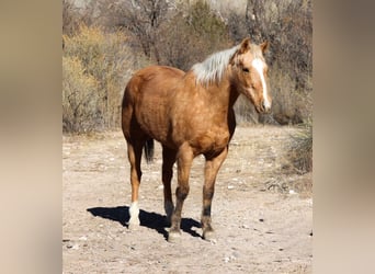 American Quarter Horse, Gelding, 14 years, 15 hh, Palomino