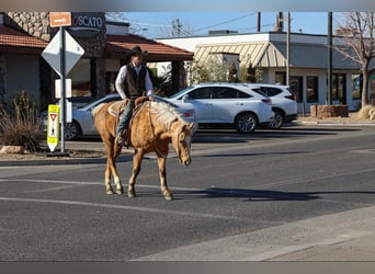 American Quarter Horse, Gelding, 14 years, 15 hh, Palomino