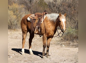 American Quarter Horse, Gelding, 14 years, 15 hh, Palomino