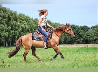 American Quarter Horse, Gelding, 14 years, 15 hh, Red Dun