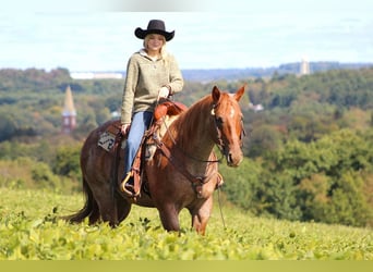 American Quarter Horse Mix, Gelding, 14 years, 15 hh, Roan-Red