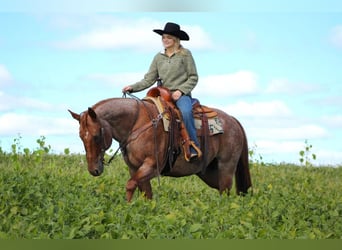 American Quarter Horse Mix, Gelding, 14 years, 15 hh, Roan-Red
