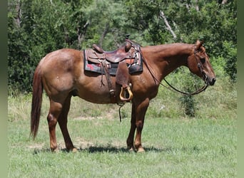 American Quarter Horse, Gelding, 14 years, 15 hh, Roan-Red