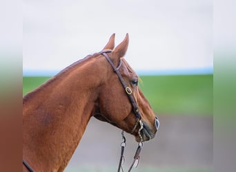 American Quarter Horse, Gelding, 14 years, 15 hh, Sorrel