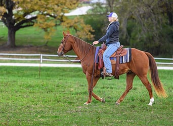 American Quarter Horse, Gelding, 14 years, 15 hh, Sorrel